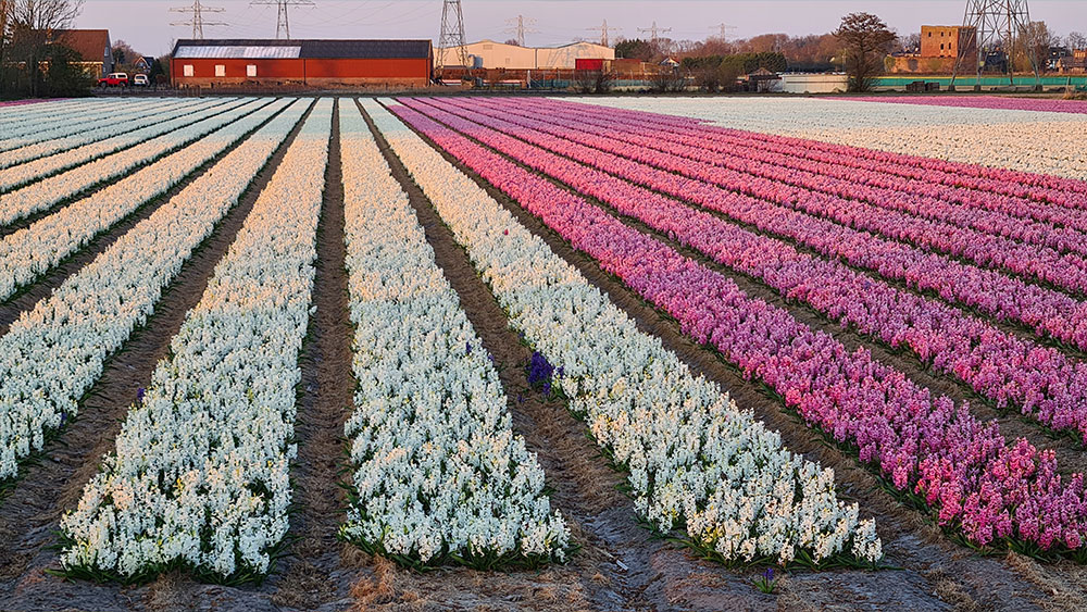 witte roze hyacinten bollenstreek expert wp