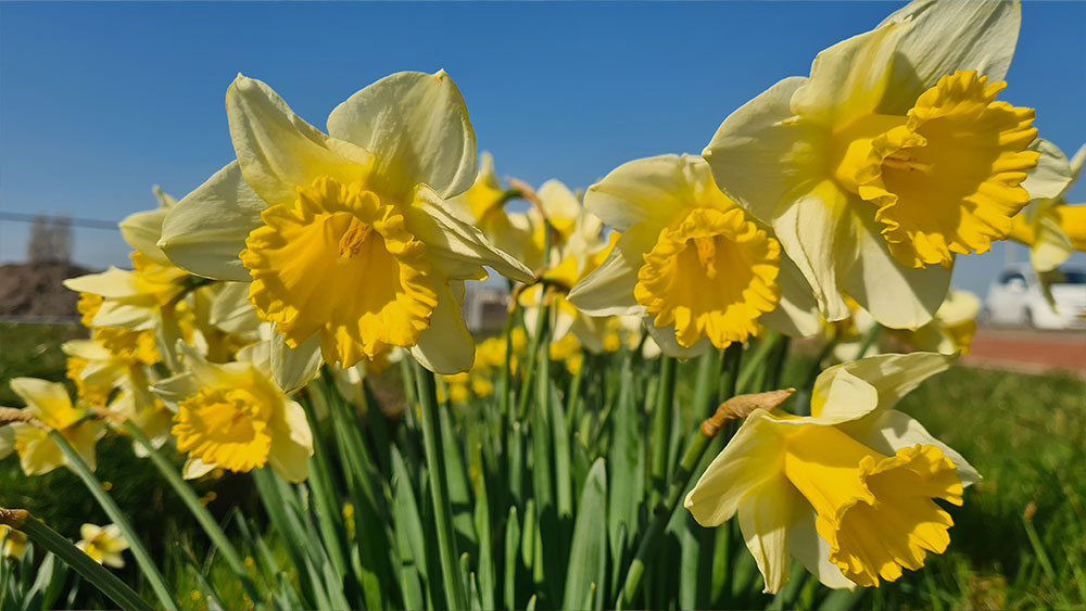 narcissen bollenstreek expert wp