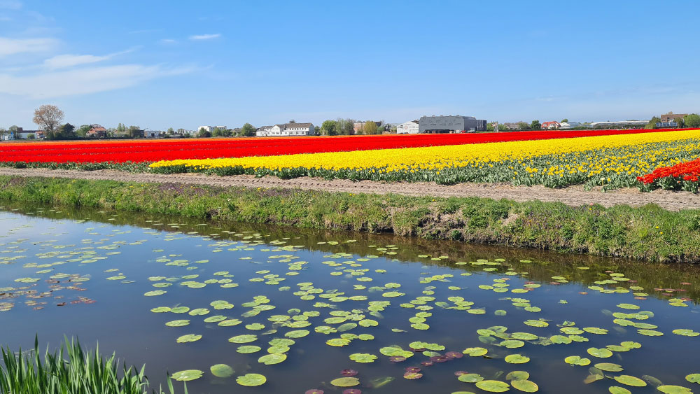 rode en gele tulpen bollenstreek expert wp